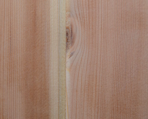 Redwood-Extreme-Close-up