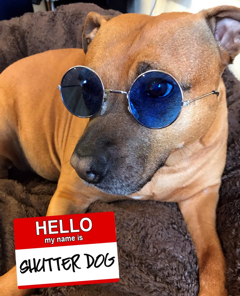 Staff Spotlight: Shutter Dog