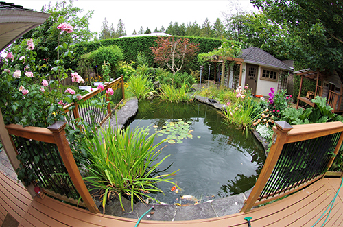garden pond surrounded by plants and decking area 