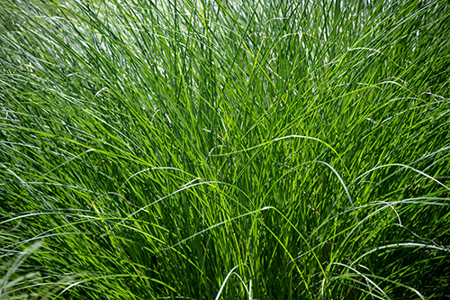 Close up of long, green grass