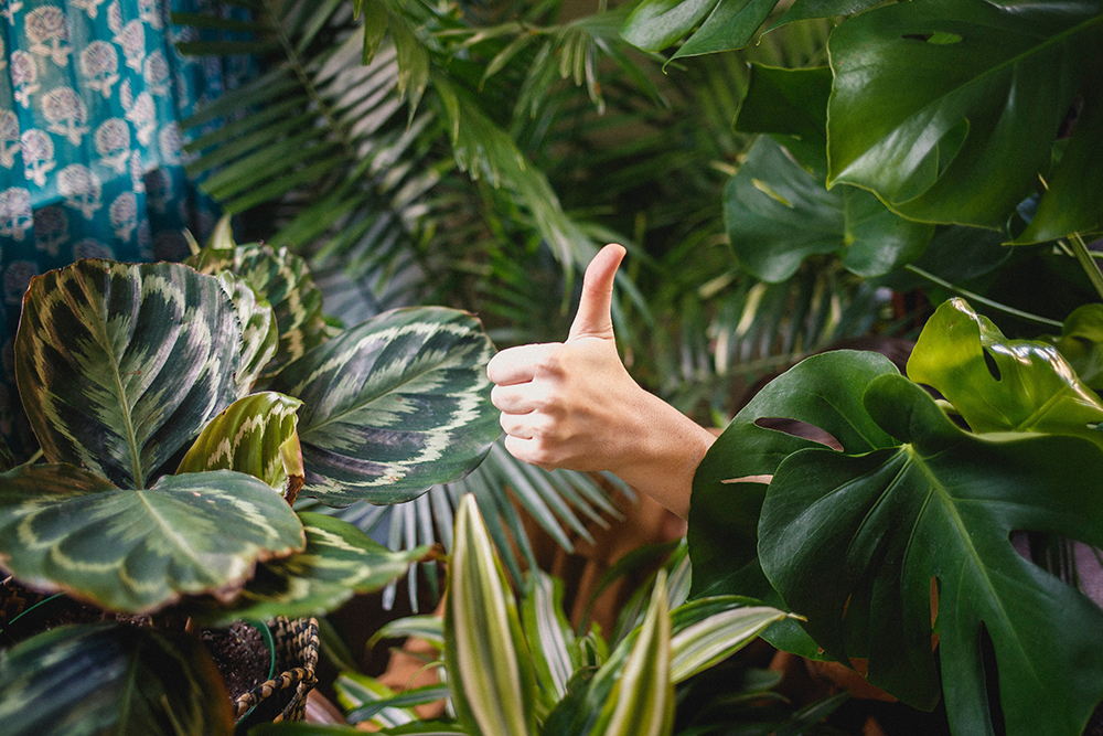 hand signing a thumbs up surrounded by tropical plants 