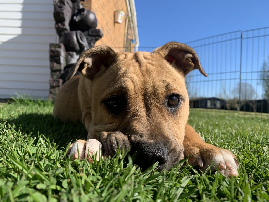 close up puppy on grass 