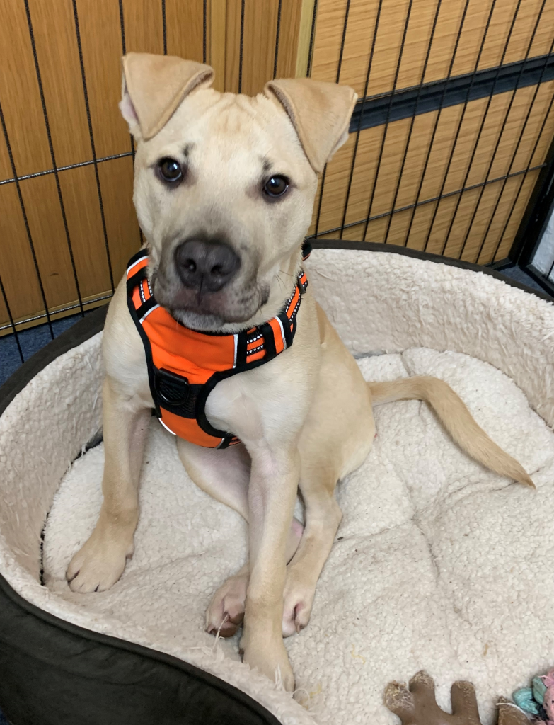 Light coloured puppy sat on bed with harness on looking at camera. 